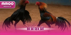 Đá Gà Cựa Sắt