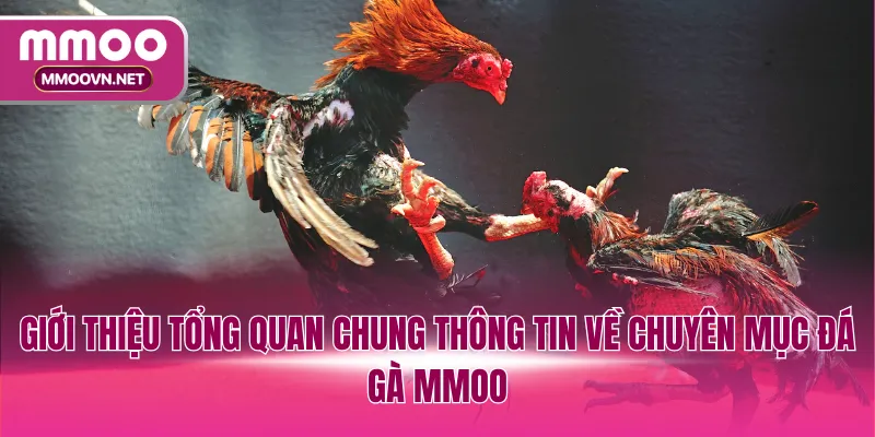 Giới thiệu tổng quan chung thông tin về chuyên mục đá gà MMOO